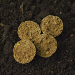 boilies tigernuts