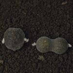 Rezerva plasa solubila WLC Carp PVA Refill 25mm - imagine 2